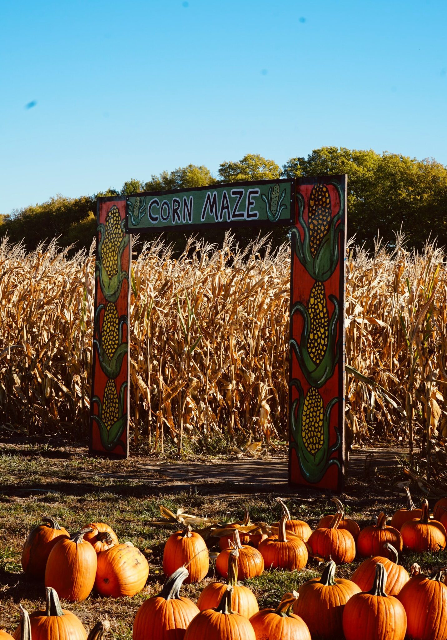 corn maze pumpkins