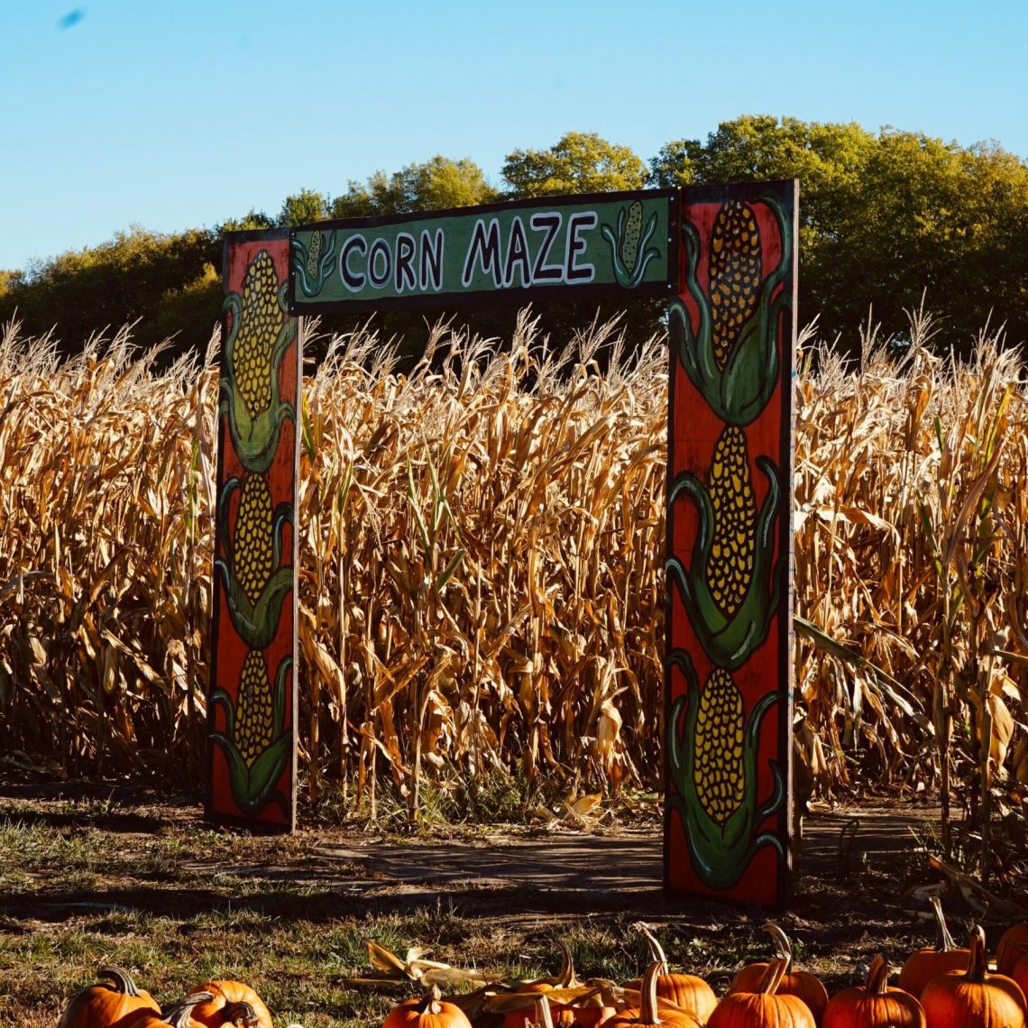 corn maze pumpkins